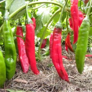 Aji Colorado Red